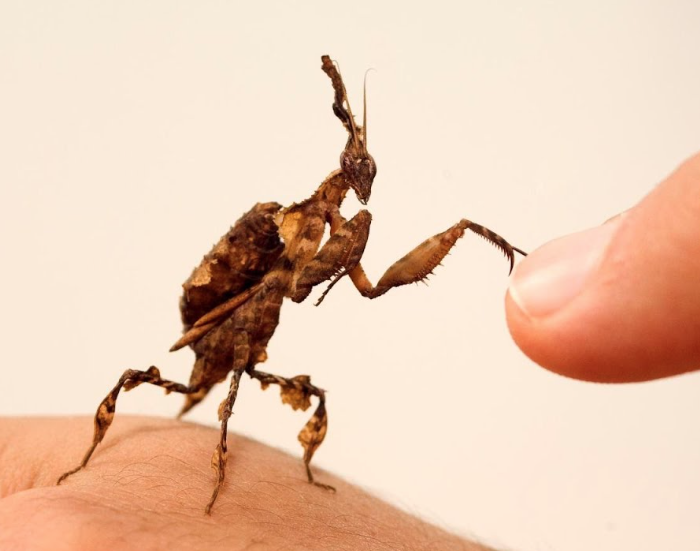 Insects (image for) Insects