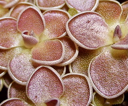 Pinguicula ehlersiae Ixmiquilpan BG Linz #006 (image for) Pinguicula ehlersiae Ixmiquilpan BG Linz #006