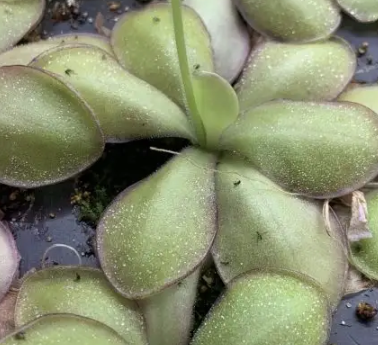 Pinguicula Gigantea x Agnata Red Leaf (image for) Pinguicula Gigantea x Agnata Red Leaf