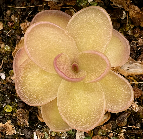 Pinguicula Gigantea x Laueana (image for) Pinguicula Gigantea x Laueana