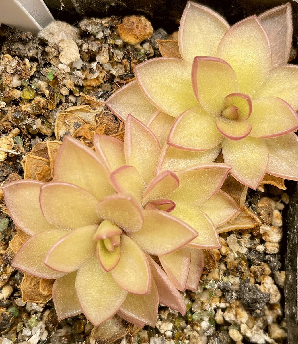 Pinguicula Laueana x Gigantea (image for) Pinguicula Laueana x Gigantea