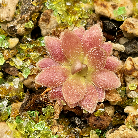 Pinguicula medusina X (Moranensis X ehlersiae) ‘Marciano’ (image for) Pinguicula medusina X (Moranensis X ehlersiae) ‘Marciano’