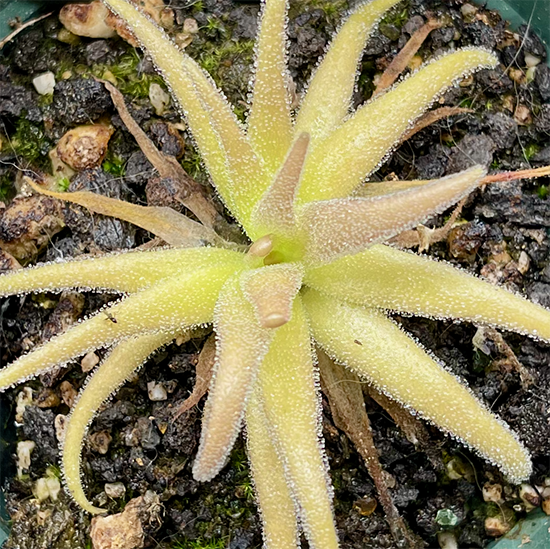 Pinguicula Medusina x Gigantea (image for) Pinguicula Medusina x Gigantea