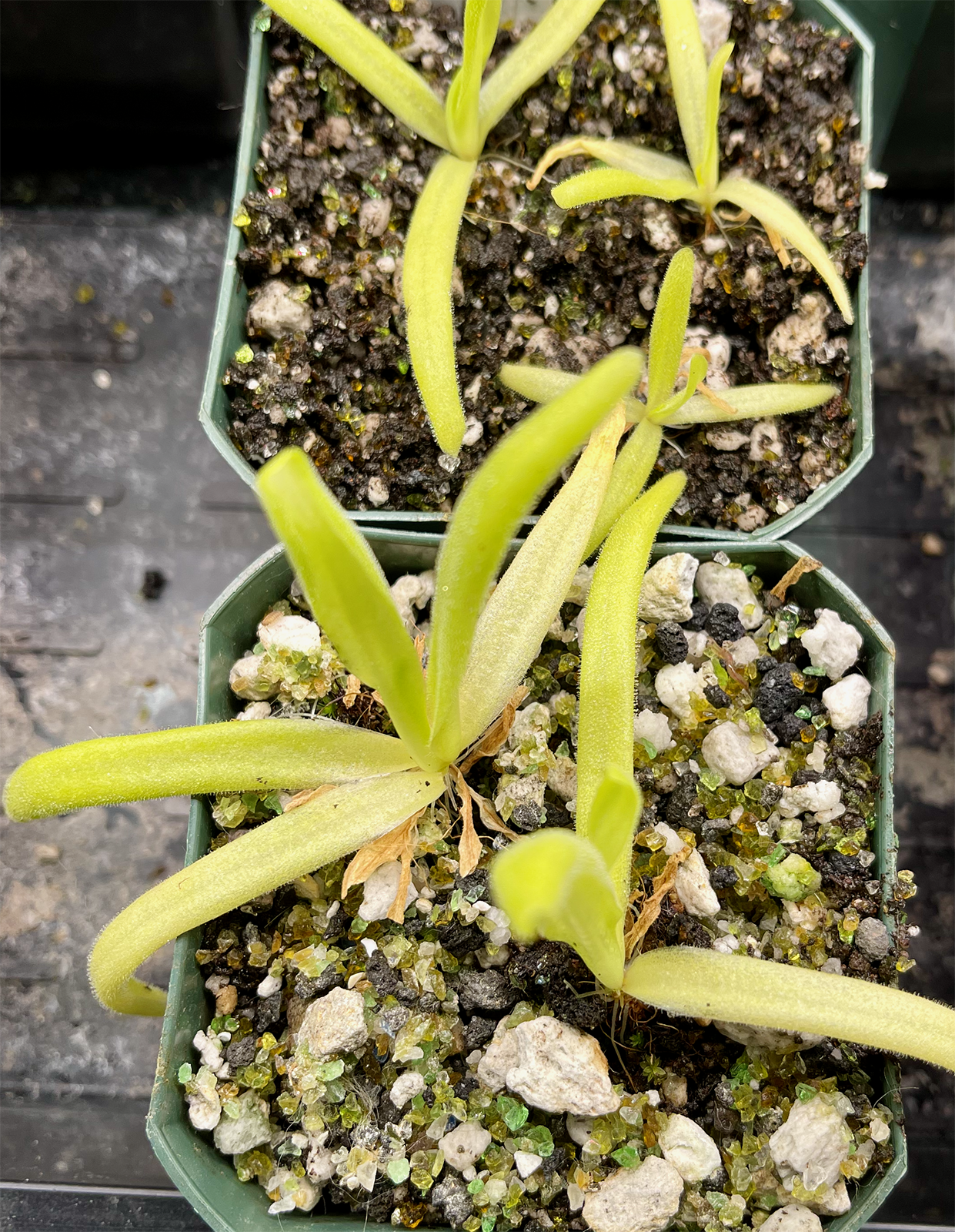 Pinguicula gigantea x Moctezumae (image for) Pinguicula gigantea x Moctezumae