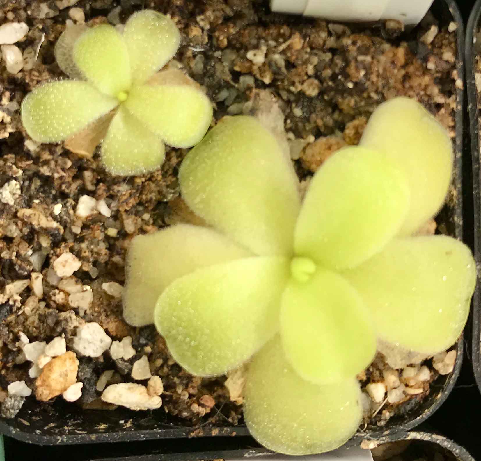 Pinguicula Gigantea Alfred Lau #13 (image for) Pinguicula Gigantea Alfred Lau #13