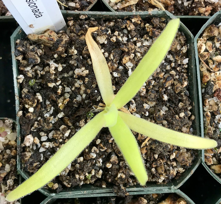 Pinguicula gigantea alba x Moctezumae ‘Apasionada' (image for) Pinguicula gigantea alba x Moctezumae ‘Apasionada'