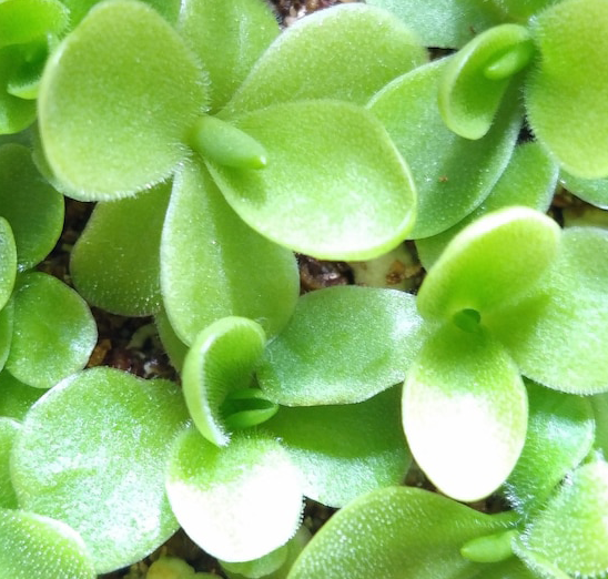 Pinguicula gigantea x Moranensis 'Bugbane' (image for) Pinguicula gigantea x Moranensis 'Bugbane'