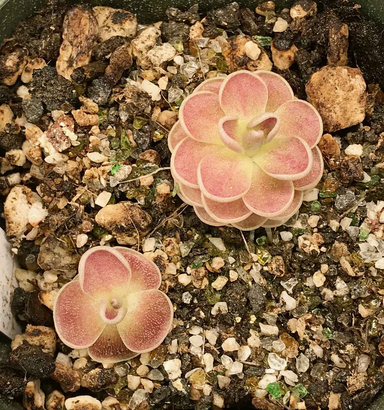 Pinguicula esseriana X ehlersiae X Jaumavensis 'El Mirador' (image for) Pinguicula esseriana X ehlersiae X Jaumavensis 'El Mirador'