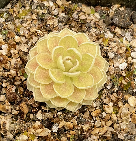 Pinguicula esseriana (image for) Pinguicula esseriana