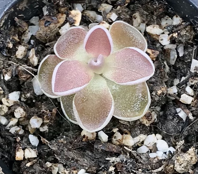 Pinguicula Ehlersiae Victoria (image for) Pinguicula Ehlersiae Victoria