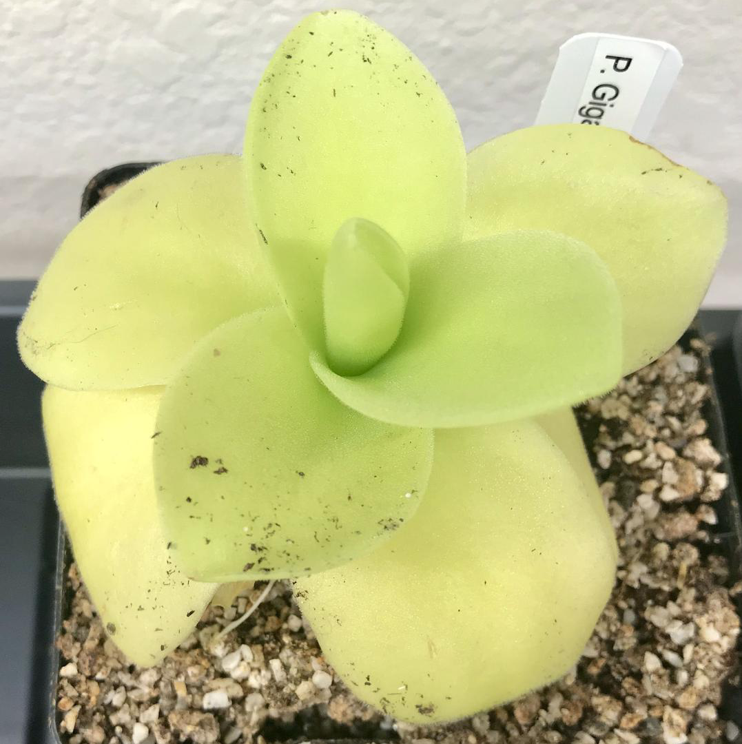 Pinguicula gigantea (image for) Pinguicula gigantea