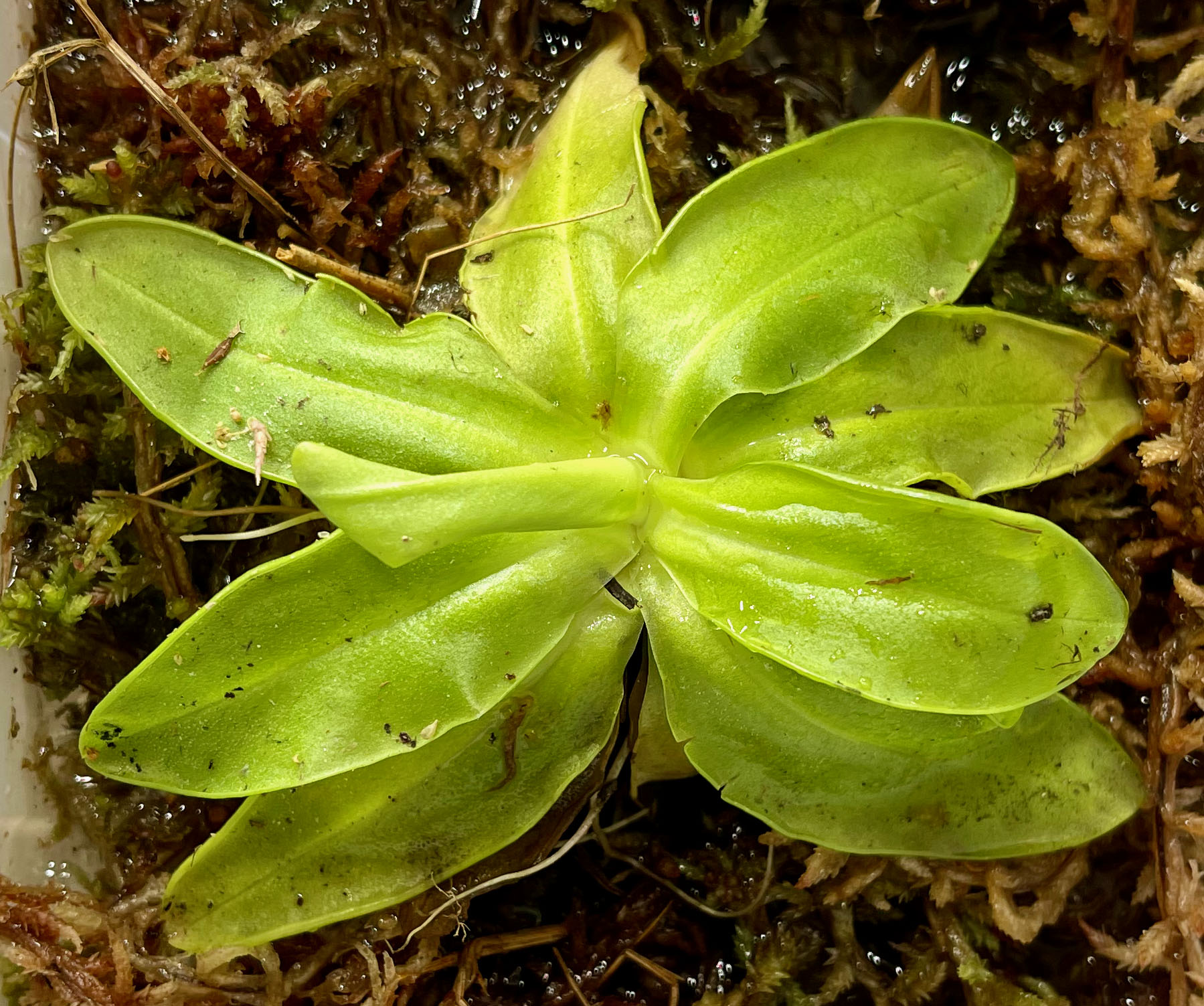 Pinguicula - Butterworts (image for) Pinguicula - Butterworts