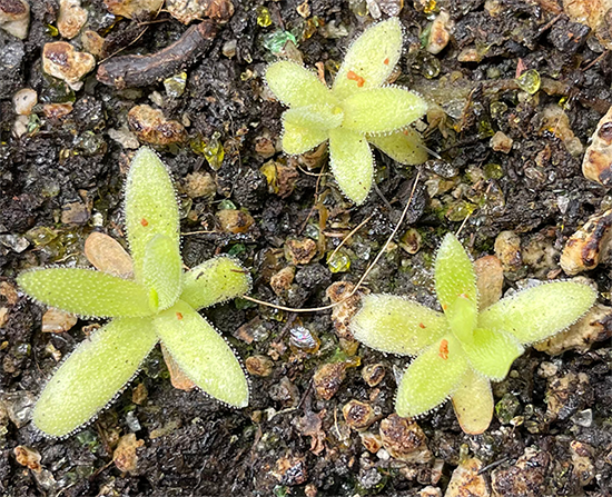 Pinguicula moctezumae x Gigantea (image for) Pinguicula moctezumae x Gigantea